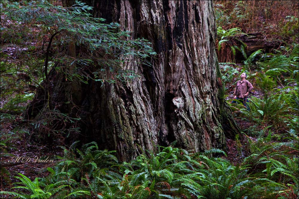 Big Coast Redwood in Forest